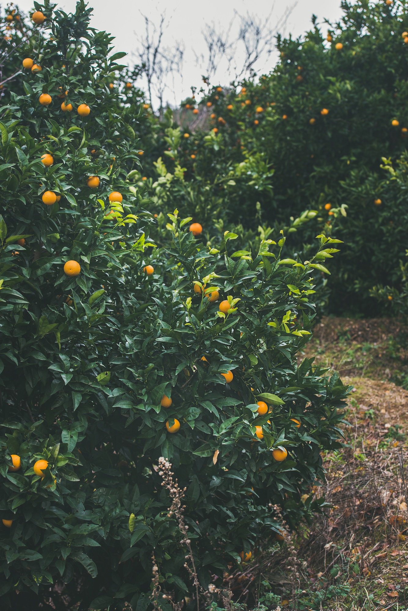 Orange trees with wild ripe oranges in mountain garden, Alanya