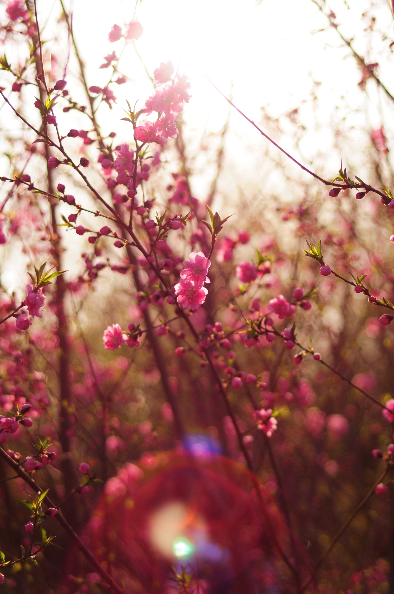 Peach flowers